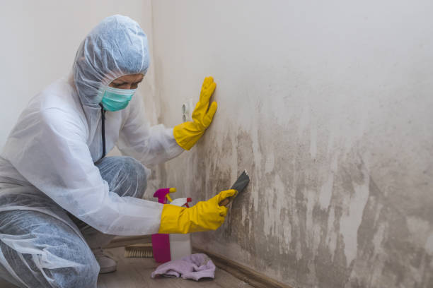 Best Mold Removal Process  in Lordship, CT