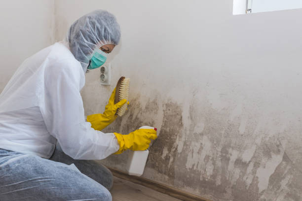 Best Attic Mold Removal  in Lordship, CT