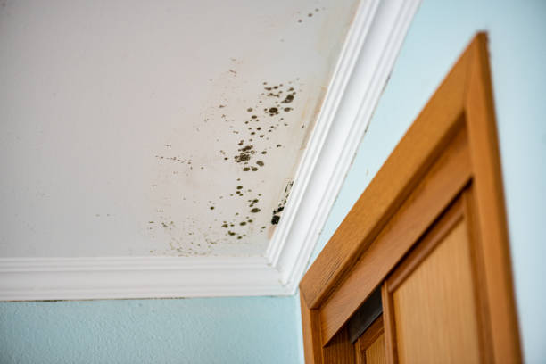 Home Mold Removal in Lordship, CT