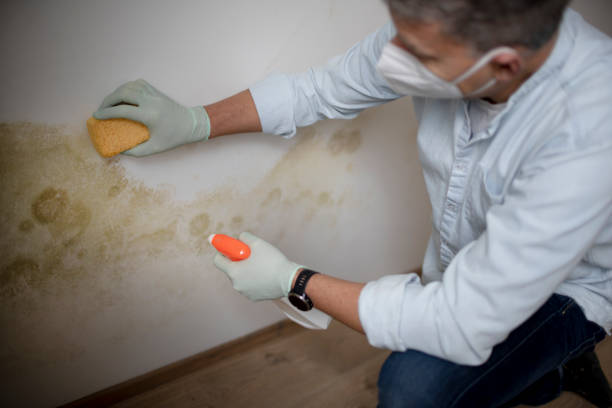 Best Same-Day Mold Removal  in Lordship, CT