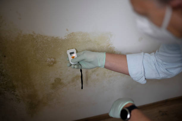 Best Mold Removal Specialists  in Lordship, CT