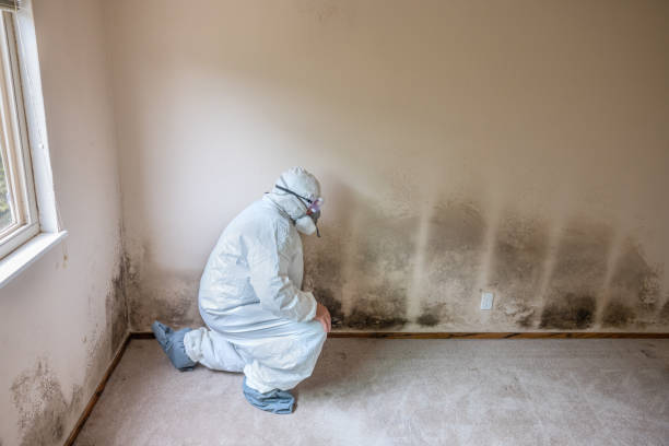 Best Certified Mold Removal  in Lordship, CT