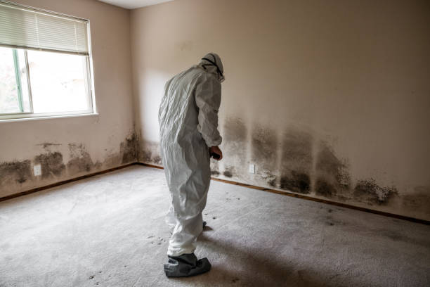 Best Black Mold Removal  in Lordship, CT