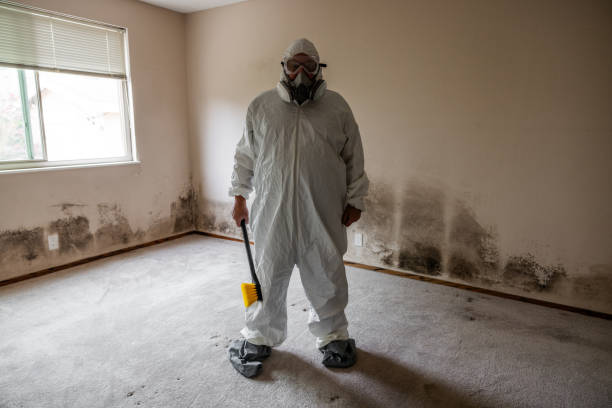Best Local Mold Removal Service  in Lordship, CT