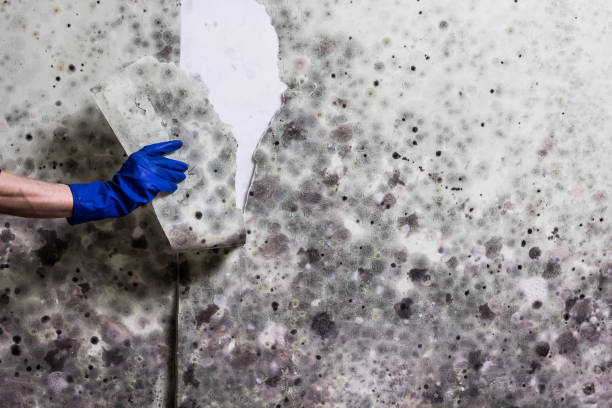 Best Crawl Space Mold Removal  in Lordship, CT