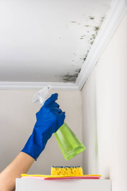 Best Commercial Mold Removal  in Lordship, CT