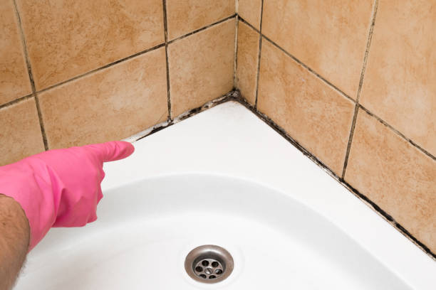 Best Mold Cleaning Services  in Lordship, CT