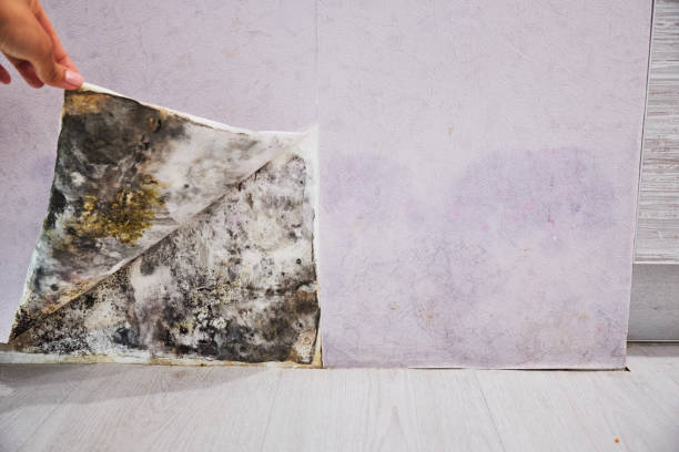 Best Office Mold Removal Services  in Lordship, CT